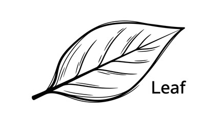 Simple Hand-Drawn Outline Leaf Illustration. Botanical Sketch Art for Nature, Organic Designs, and Eco-Friendly Concepts.