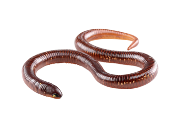 Brown cecilian amphibian with segmented body on dark