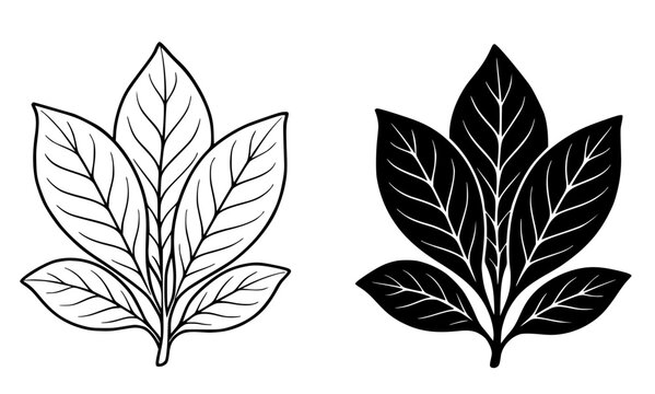 Tobacco leaf illustration, black and white, outline and silhouette style