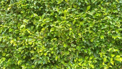 Full frame texture of a lush green bush hedge. Vibrant green leaves wall for nature, garden, and...