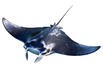 Giant Manta Ray in Ocean Water