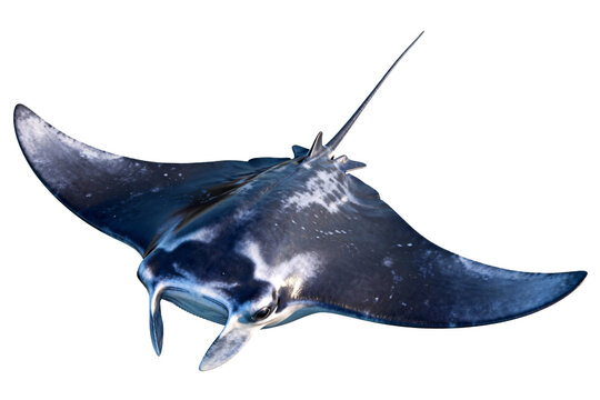 Giant Manta Ray in Ocean Water