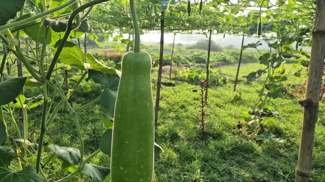 Professional close-up video of a fresh bottle gourd hanging from a trellis with sunlight reflection, Rural Life & Farming Scenes in Bangladesh, 4K UHD 30fps.