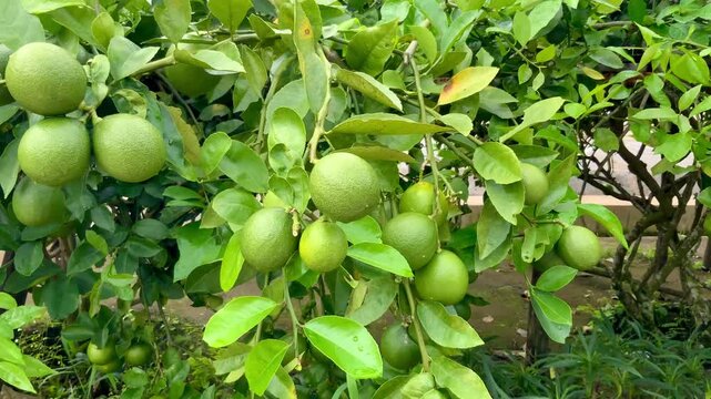 Vibrant citrus limon Maturing on a Tree Branch in Nature