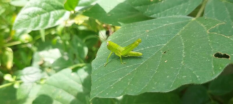 Green grasshoppers are on the leaves. 