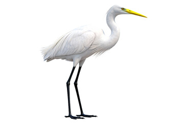 Great Egret White Bird with Long Yellow Beak