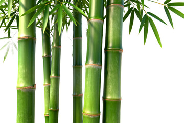 Fototapeta premium Bamboo Stalks with Green Leaves in Natural Setting