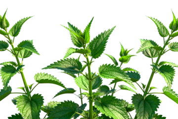 Green Stinging Nettles (Urtica dioica) with Leaves
