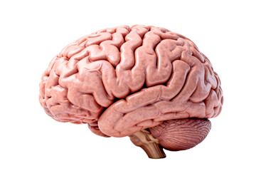 Human Brain Anatomy and Function Illustration