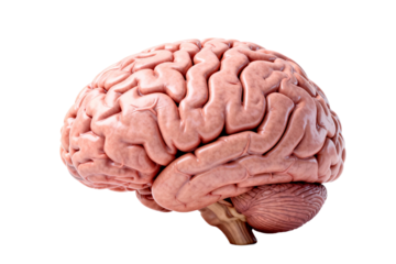 Human Brain Anatomy and Function Illustration