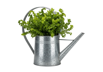 Decorative Galvanized Metal Watering Can Used as a Planter for Lush Green Foliage