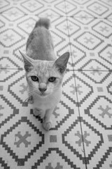 This black-and-white photo captures the moment when a cat looks at the world with a calmness that only curious creatures possess.