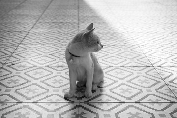 This black-and-white photo captures the moment when a cat looks at the world with a calmness that only curious creatures possess.