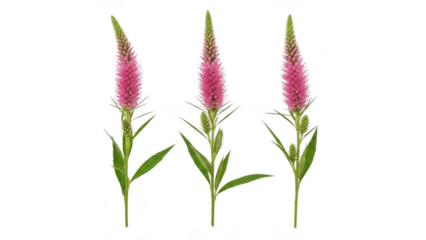 Three pink celosia flowers isolated on transparent background