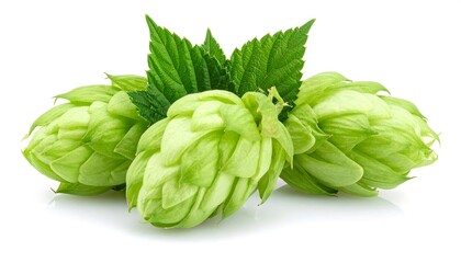 Fresh Green Hops - Aromatic Ingredient for Brewing and Herbal Remedies.