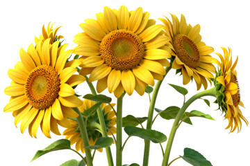 Obraz premium Bouquet of Vibrant Yellow Sunflowers in Full Bloom