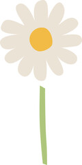 デイジーの花のイラスト　カモミールやハーブ系のシンプルな花のイメージ 透明背景