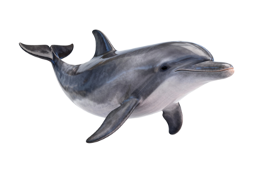 Dolphin, Aquatic Mammal, Marine Animal, Cetacean