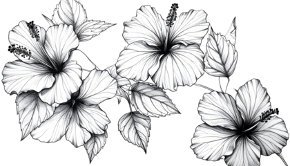 Black and white illustration of hibiscus flowers and leaves in a cluster