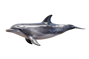 A Bottlenose Dolphin Swimming Gracefully