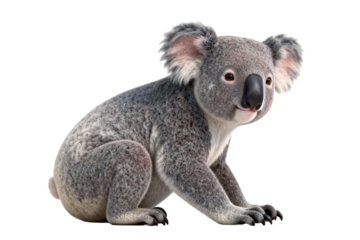Cute Koala Bear on White Background