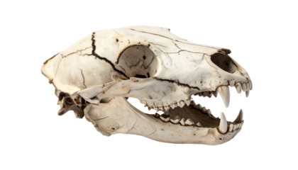 Side view of a weathered skull, showing teeth and bone structure