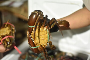 Freshly caught crab held by seafood worker in market setting during daylight hours	