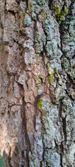 bark of a tree close up	