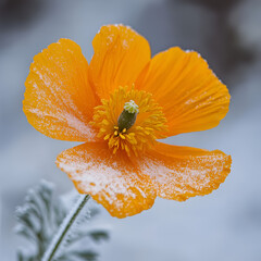 Captivating orange poppy blooming in frosty landscape nature photography winter environment close-up view