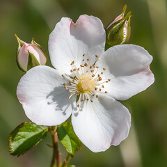 Blooming white flower in nature close-up photography vibrant environment natural beauty