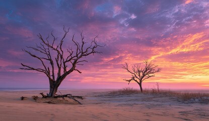 Dramatic sunset over a beach scene with silhouetted, skeletal trees and colorful clouds