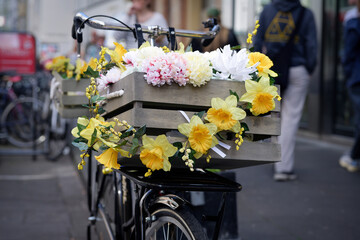 Spring in the city. A black bicycle in Cologne featuring a wooden crate filled with yellow daffodils and pink blossoms. Urban lifestyle scene