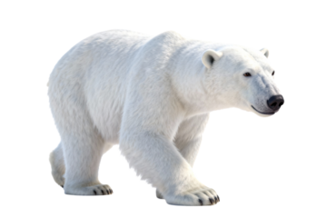 Polar Bear in Natural Habitat, Arctic Wildlife