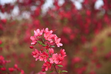 Obraz premium The blooming begonia flowers are in spring.