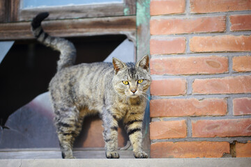 Close-up of a portrait of a cat playing outdoors.