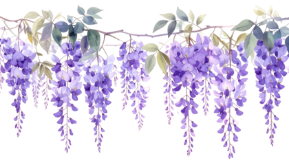 Watercolor illustration of wisteria blossoms with hanging purple flowers