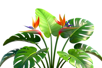 Strelitzia Reginae and Monstera Leaves