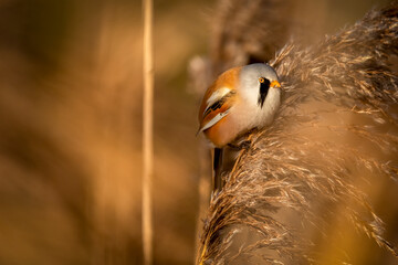 eine Bartmeise auf einem Schilfgras