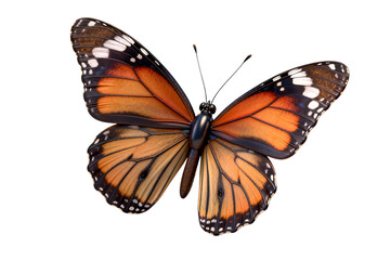 Naklejka premium Vibrant Monarch Butterfly with Orange and Black Wings