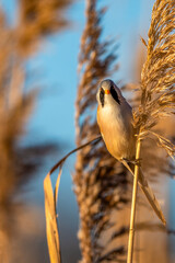eine Bartmeise auf einem Schilfgras