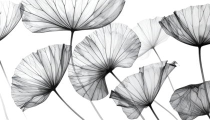 X-ray-like image of ethereal, translucent lotus leaves against black
