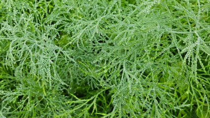 Coriander plant, Macro shot of sparkling raindrops on a green plant after rain. Fresh Green Foliage with Morning Dew Drops. Mist clinging to the coriander plants