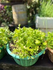 fresh lettuce in a basket