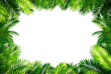 Tropical Palm Leaves Frame with White Background