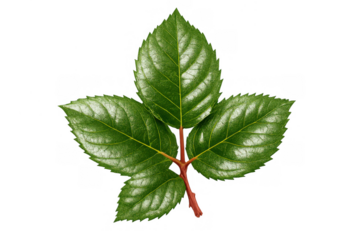 Green rose compound leaf presenting a glossy surface and detailed veins. Natural plant foliage, organic and healthy