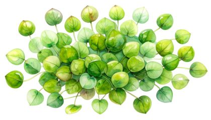 Watercolor cluster of vibrant green, round leaves with delicate stems, black BG