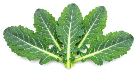 Fototapeta premium Fresh Green Kale Leaves Close-Up on White Background, Healthy Vegetable, Isolated, High-Quality Image