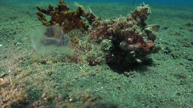 Hairy frogfish (Antennarius striatus) slowly moves forward while releasing a gelatinous egg ribbon from the cloaca, with no partner present during solitary spawning.