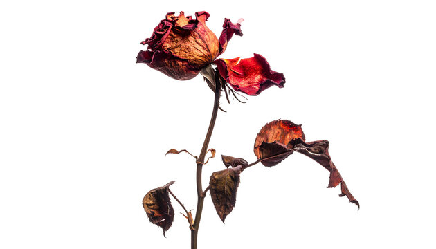 Close-up of a decaying rose against a stark black background