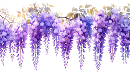 Hanging clusters of purple flowers with pale green and tan leaves